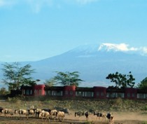 Framed against the stunning backdrop of Africa’s highest mountain, Mt Kilimanjaro, Amboseli Serena Lodge is in Amboseli National Park. The lodge, set along the banks of a flowing natural spring and surrounded by rolling grasslands, is patrolled by the vast herds of elephant for