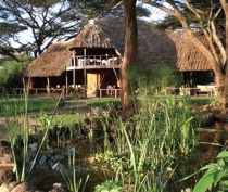 Tawi Lodge is located on a private conservancy of 6,000 acres at the foot of Mt Kilimanjaro. This community-run conservancy, together with African Wildlife Foundation, promotes and maintains development and interaction between wildlife and the Maasai people along the corridor between Amboseli and the Chyulu Hills.