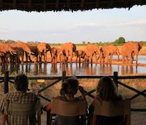 On the boundary of Tsavo East National Park, Voi Wildlife Lodge looks out at Kasigau, Sagalla and Mwakingali Hills, and a natural waterhole which often attracts big game.

The lodge has 72 rooms, made up of 16 standard rooms, 32 superior rooms and 24 luxury rooms. All the rooms