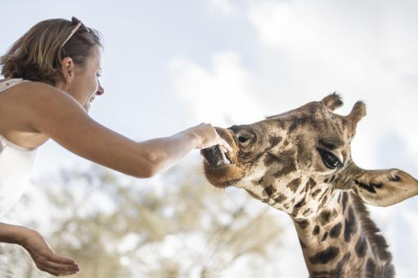 Hand-feeding giraffes