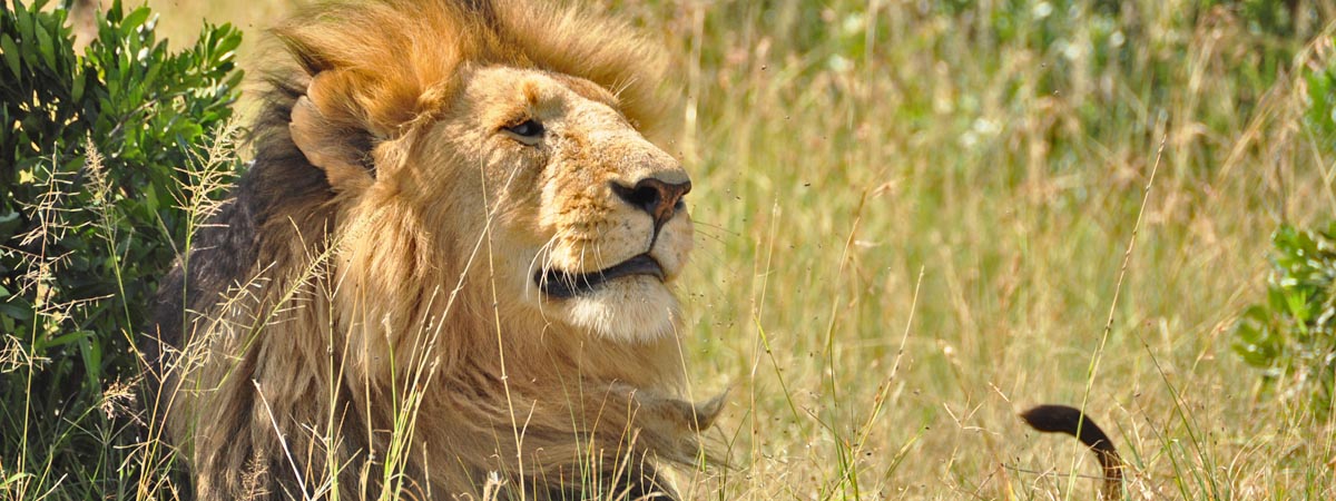 Male Lion, by Andrew Nightingale