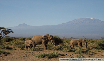 <p>The huge herds of elephant that roam through Amboseli National Park have made it a centre for elephant research. The park also hosts a wide variety of other wildlife and over 600 species of birds. Highlights of Amboseli include Observation Hill and spectacular views of Mt Kilimanjaro.</p>