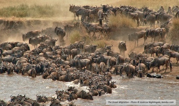 <p>Famous around the world for its exceptional, abundant wildlife, the Maasai Mara National Reserve has become known as the Seventh Wonder of the World. Not only are all the members of safari’s Big Five found here, but over 100 other mammal species and over 450 bird species live within the reserve.</p>